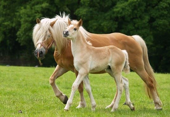 Haflinger Mare & Foal